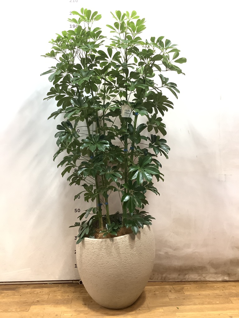 シェフレラカポック2本立ち 観葉植物 カポック（シェフレラ） 7号 ノーマル セメント トラフ