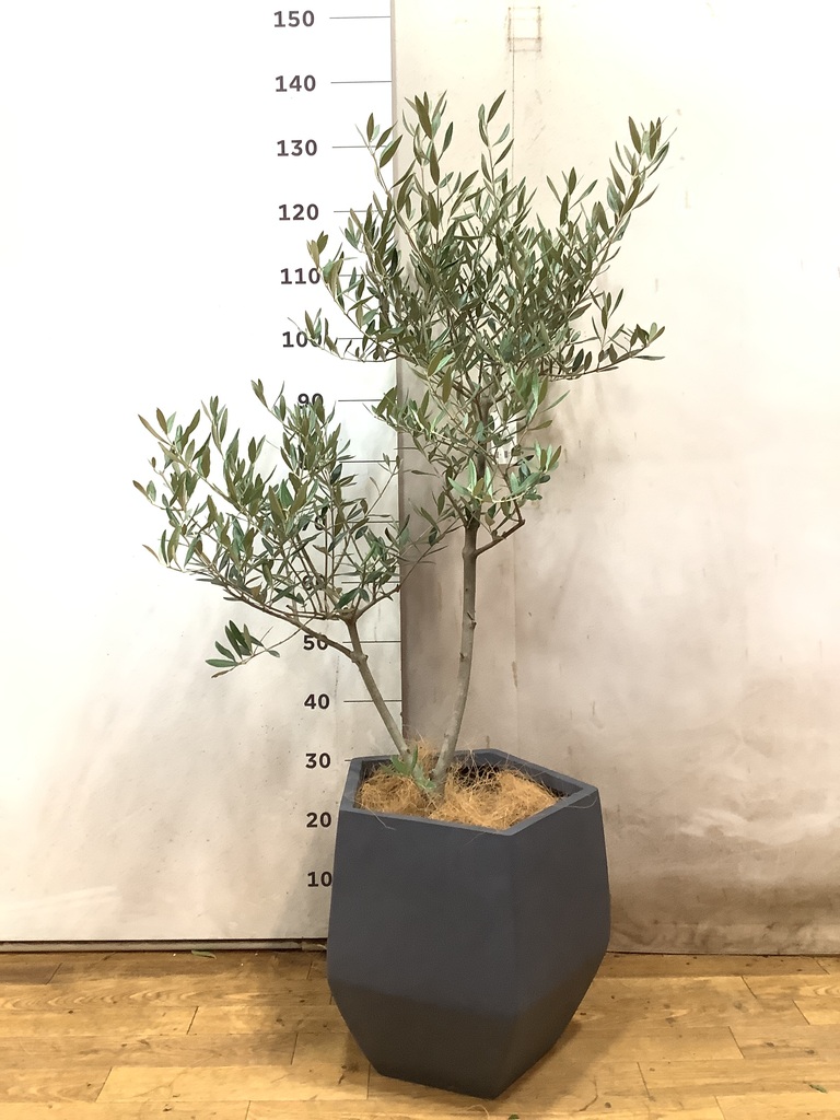 観葉植物 オリーブの木 8号 創樹 ビアスアルトエッグ ブラック 付き