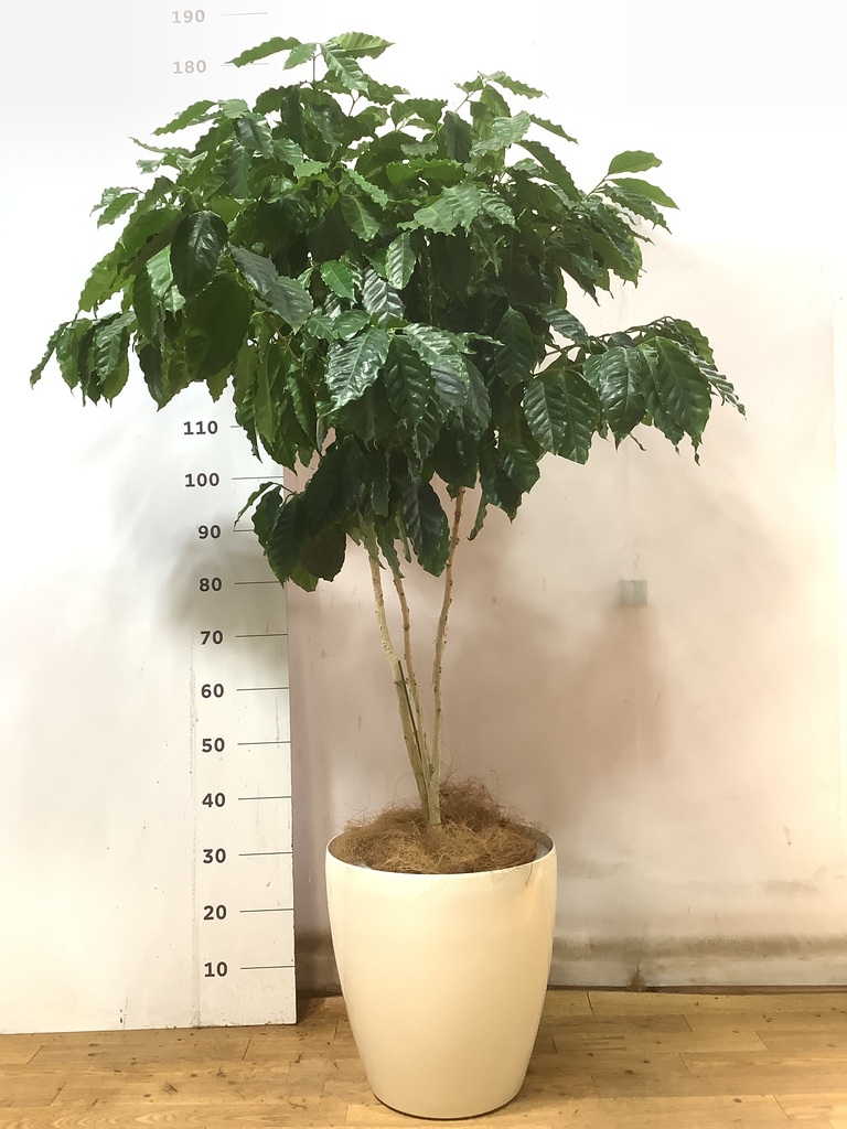 観葉植物 コーヒーの木 10号 セドナロング 墨 付き | 観葉植物なら