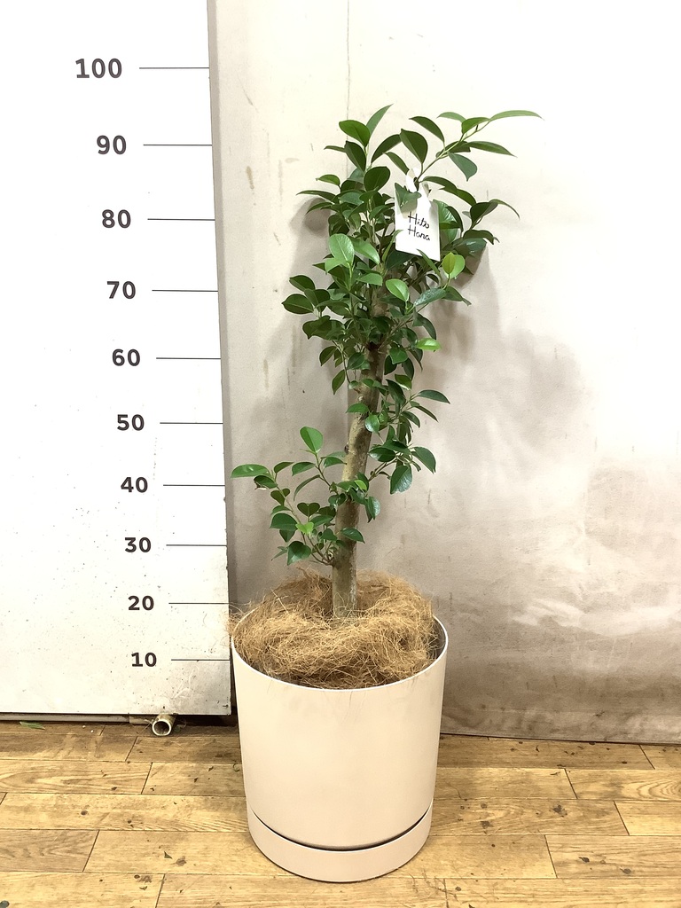 観葉植物 ガジュマル 7号 ストレート プラスチック鉢 | 観葉植物なら