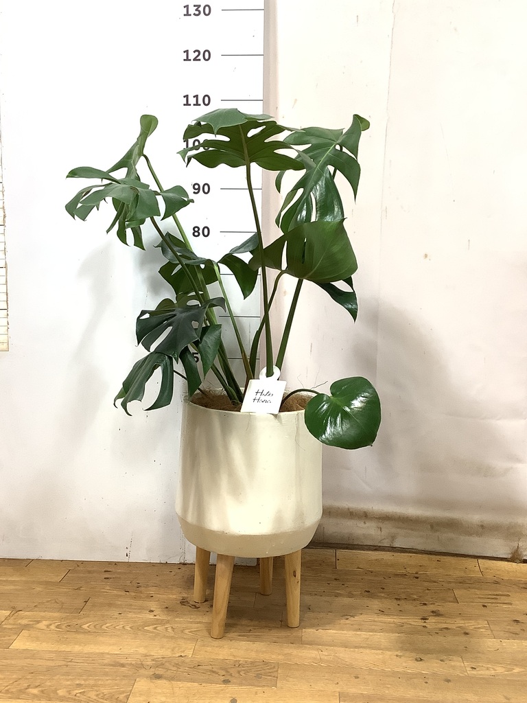 モンステラ ドラセナ 観葉植物取りに来て頂ける方歓迎 鉢底から1m以上です！ モンステラ ドラセナ 観葉植物取りに来て頂ける方歓迎 鉢底から