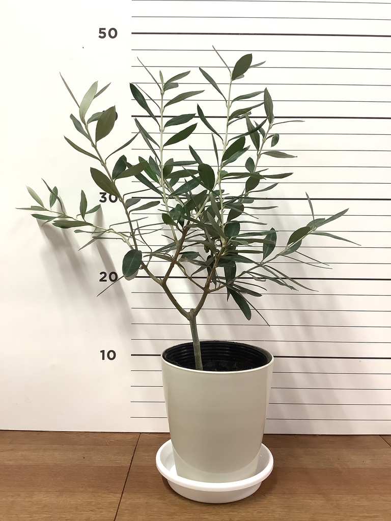 観葉植物 オリーブの木 3号 プラスチック鉢 | 観葉植物ならHitoHana