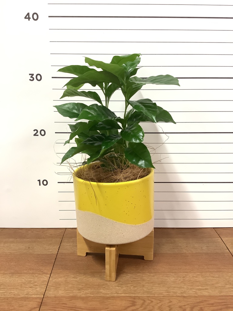 観葉植物 コーヒーの木 3号 レーナ 15 Y イエロー 付き | 観葉植物なら