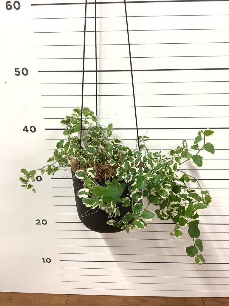 カスミのコダック２枚 ラプラス３枚セット　熱風のアリーナ 熱風のアリーナ カスミのコダック 2枚 カスミのラプラス シェイミ AR