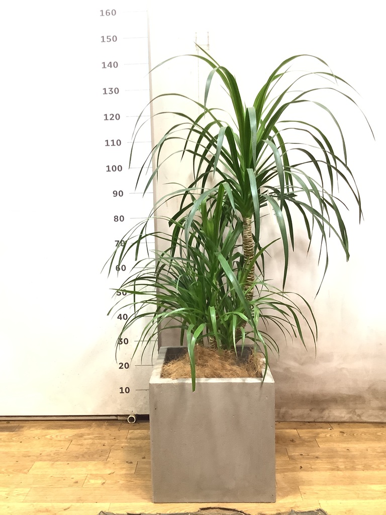 観葉植物 ドラセナ カンボジアーナ 8号 セドナロング 墨 付き | 観葉