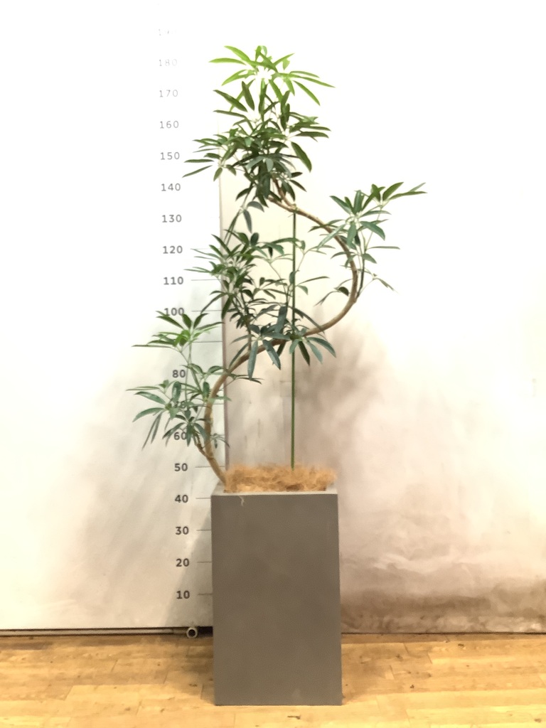 シェフレラ アンガスティフォリア 曲がり | HitoHana(ひとはな)