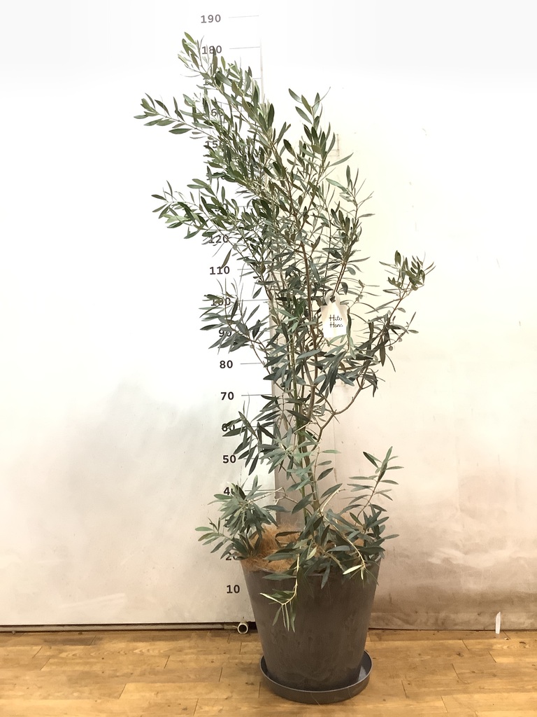 あんしん樹形セレクト | 観葉植物の通販ならHitoHana（ひとはな）