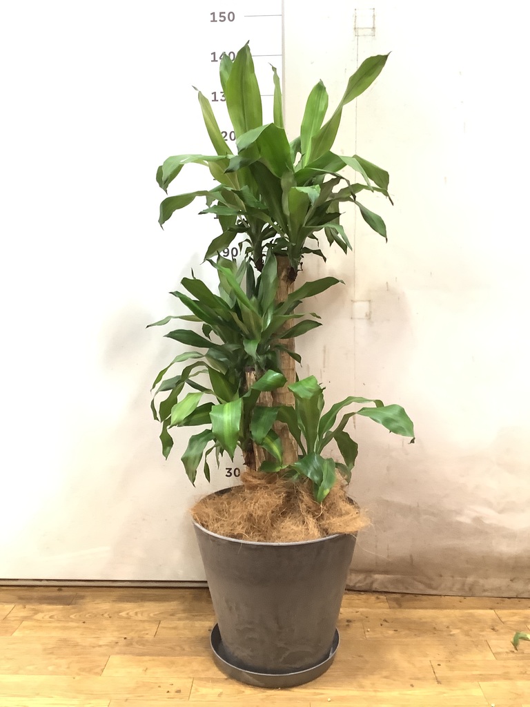 あんしん樹形セレクト | 観葉植物の通販ならHitoHana（ひとはな）