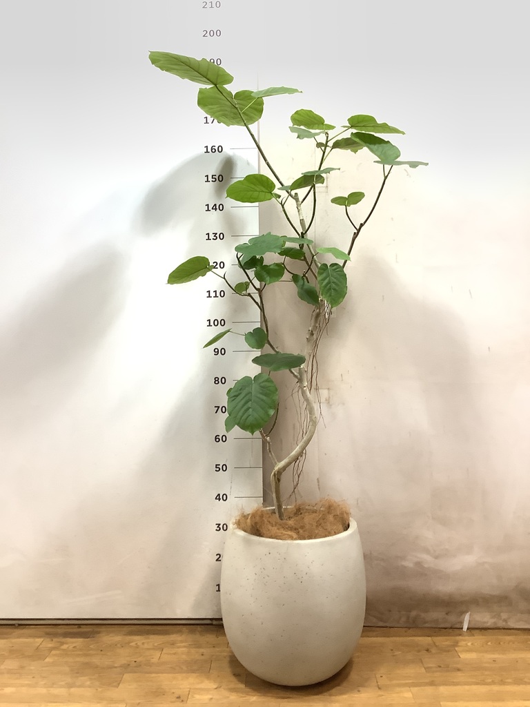 あんしん樹形セレクト | 観葉植物の通販ならHitoHana（ひとはな）