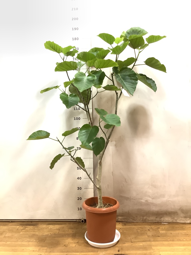 人工観葉植物 大きな木の形状 あんしん樹形セレクト | 観葉植物の通販ならHitoHana（ひとはな）