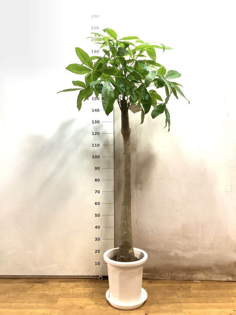 あんしん樹形セレクト | 観葉植物の通販ならHitoHana（ひとはな）