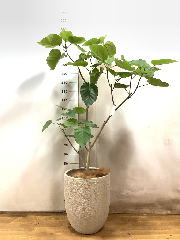 あんしん樹形セレクト | 観葉植物の通販ならHitoHana（ひとはな）