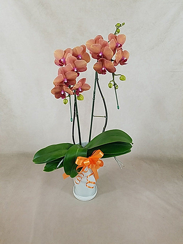 オレンジに贈る胡蝶蘭の通販 | HitoHana（ひとはな）