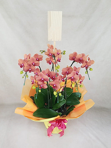 胡蝶蘭　シルクオレンジ1 キウイドール4 可能　切花花付き株も可能 生花】ミディ胡蝶蘭 Gオレンジガール(約5輪) 加藤洋ラン園【IT