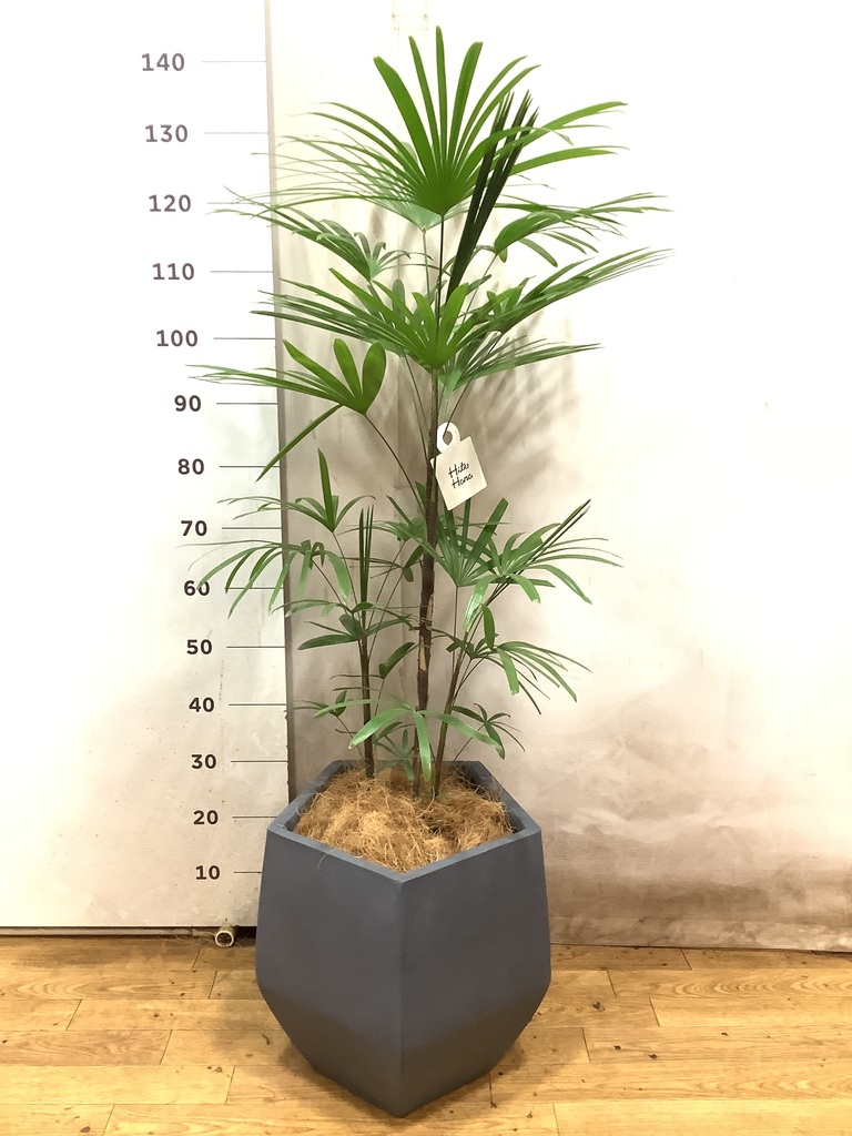 観葉植物 シュロチク（棕櫚竹） 8号 プラスチック鉢 | 観葉植物なら