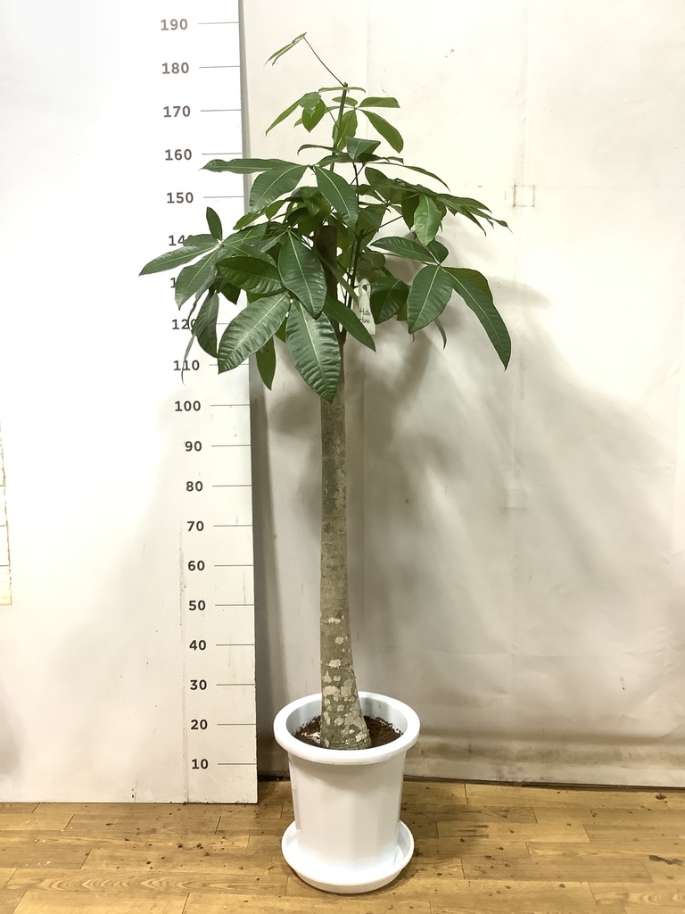 観葉植物 パキラ 10号 朴 プラスチック鉢 | 観葉植物ならHitoHana(ひと