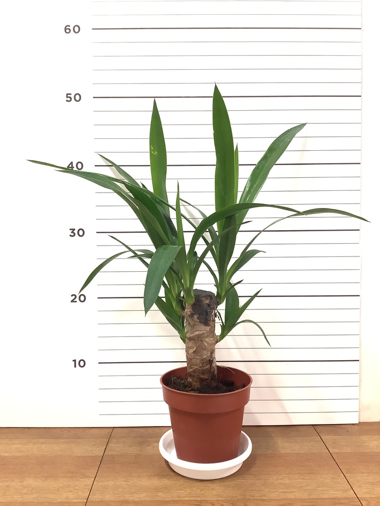 BOSS 観葉植物　大型ユッカ　高さ２１５センチ　埼玉県久喜市　配送可能 BOSS様専用 観葉植物 大型ユッカ 高さ215センチ 埼玉県久喜市