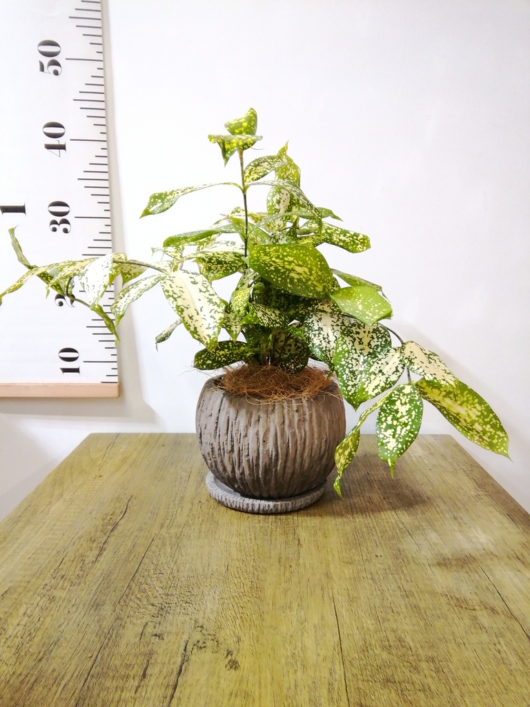 観葉植物 ドラセナ ゴッドセフィアーナ 4号 オーセ 1 W ホワイト 植え