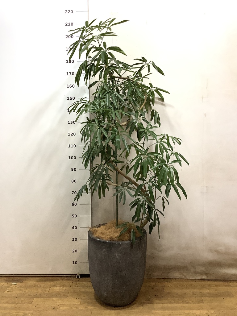 観葉植物 シェフレラ アンガスティフォリア 10号 曲り エコストーン