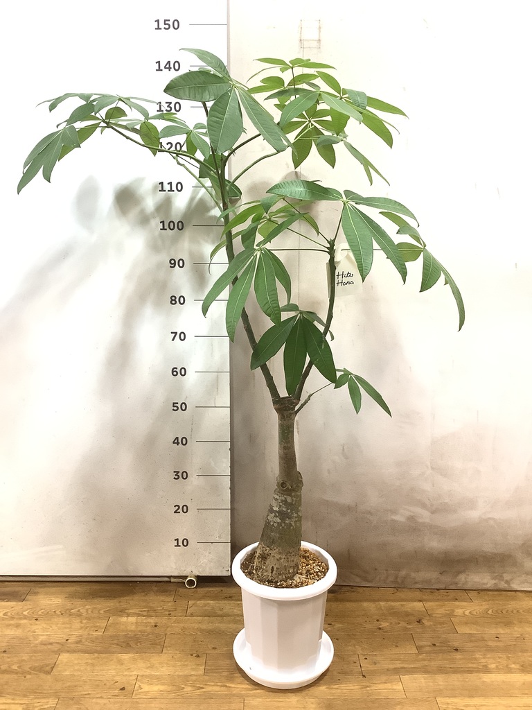 観葉植物 パキラ 8号 実生（みしょう） プラスチック鉢 | 観葉植物なら