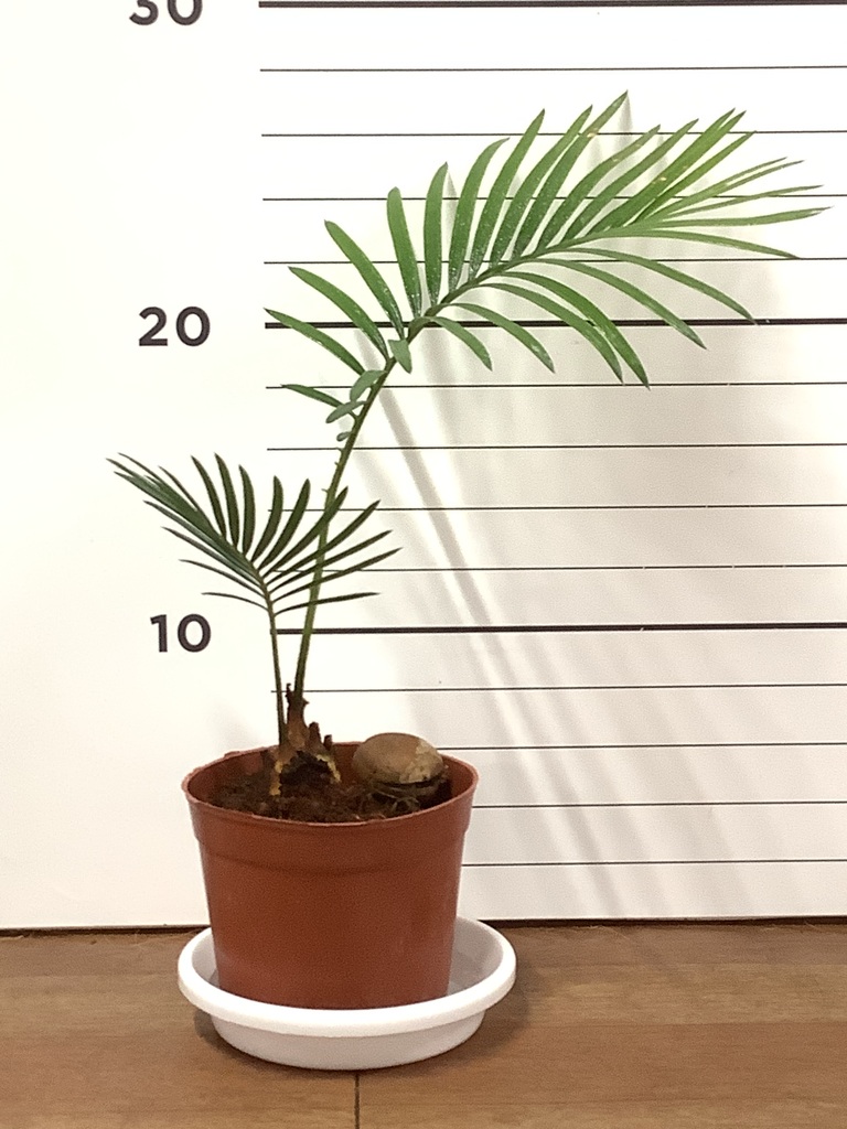 園芸 インテリア ポット エルマ 13 H 4個セット 40080 （代引き不可） p49 3☆ソテツ☆ ma様専用 観葉植物 ソテツ 3号 実生 エルマ 13 B