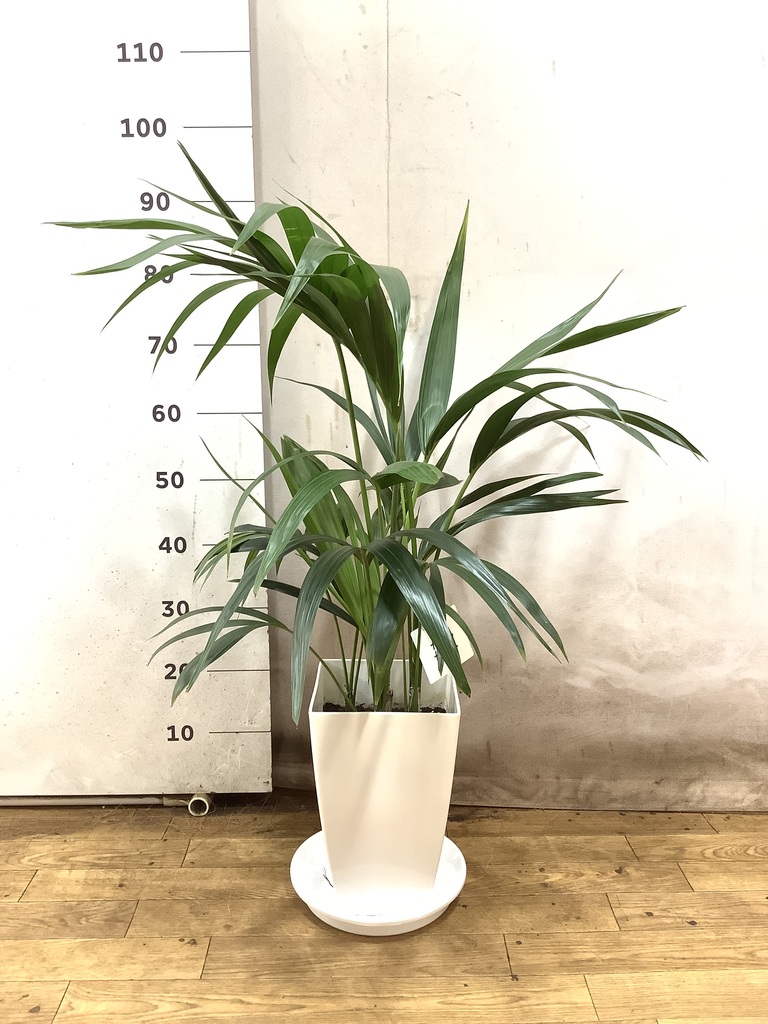 観葉植物 ケンチャヤシ 8号 プラスチック鉢 | 観葉植物ならHitoHana