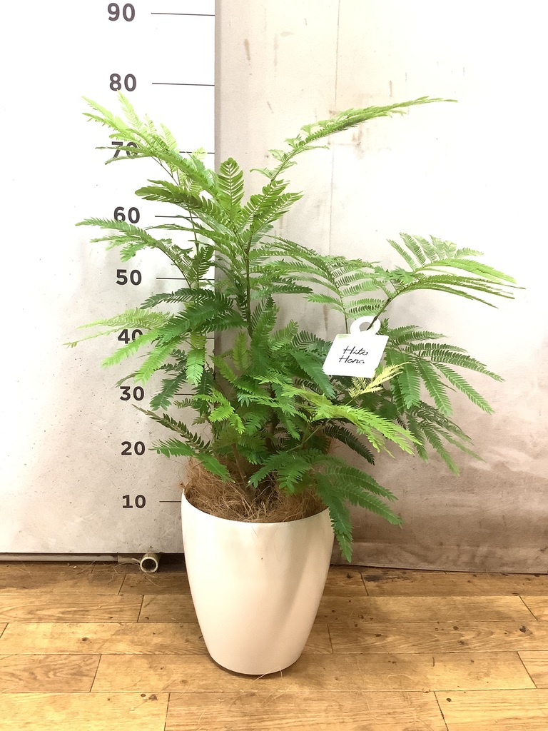 観葉植物 エバーフレッシュ 6号 プラスチック鉢 ラスターポット 付き