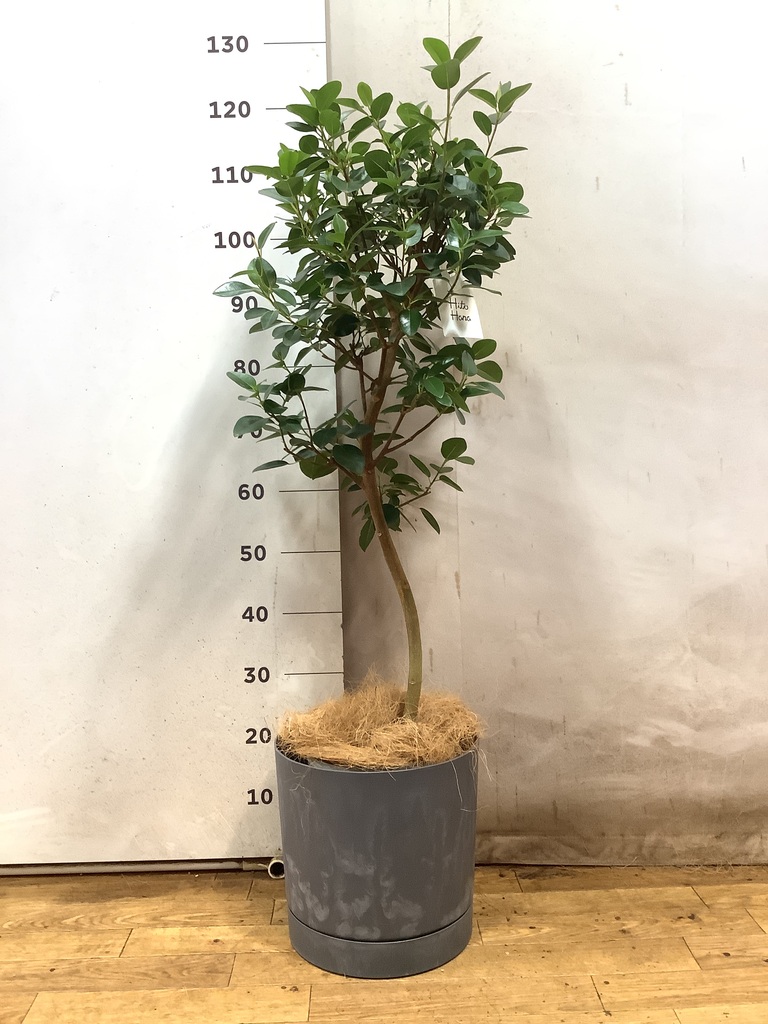 グレーの鉢カバー付きの観葉植物 | HitoHana（ひとはな）