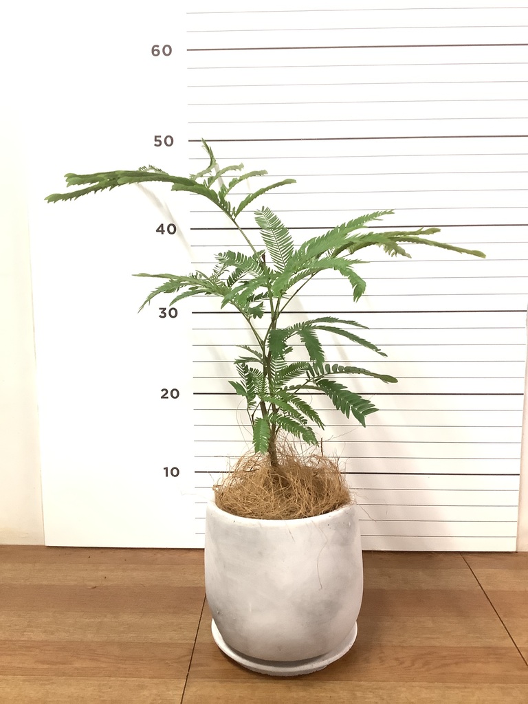 超特大古木　天皇梅　観葉植物 グレー鉢 約70cm 超特大古木 天皇梅 観葉植物 グレー鉢 約70cm