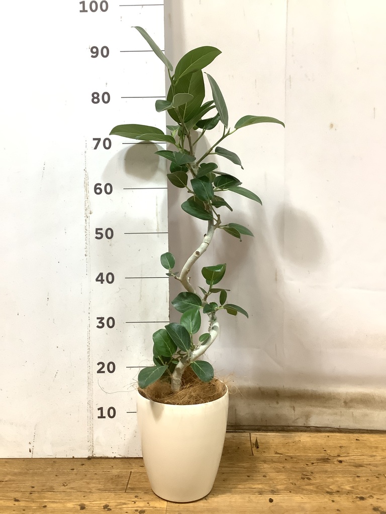 フィカス ベンガレンシス 5号 | 観葉植物通販 HitoHana（ひとはな）