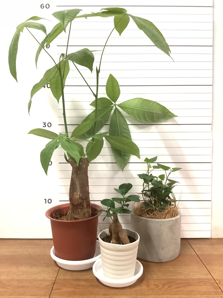 観葉植物 初心者にもおすすめお試し3点セット(パキラ 4号 観葉植物 初心者にもおすすめお試し3点セット(パキラ 4号