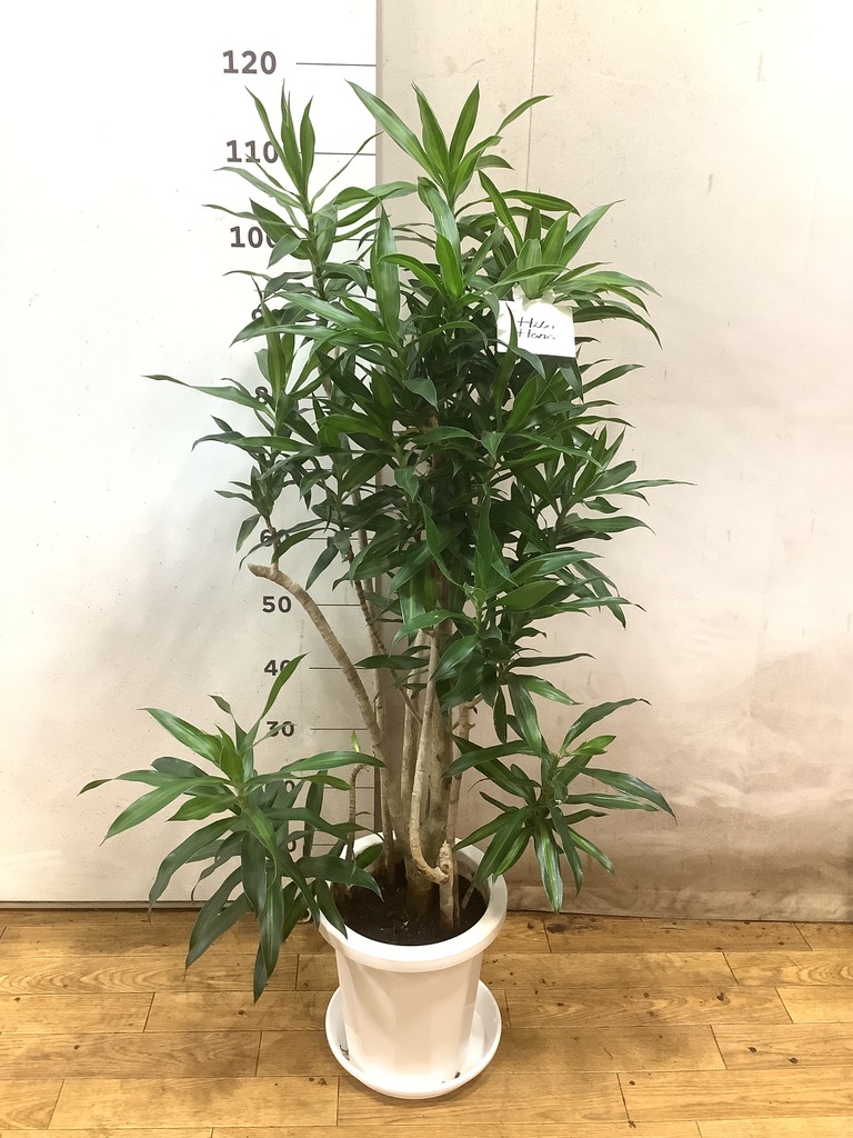 植木　ドラセナ（約3m80cm） 観葉植物 ドラセナ 幸福の木 10号 ノーマル ウッドプランター 付き