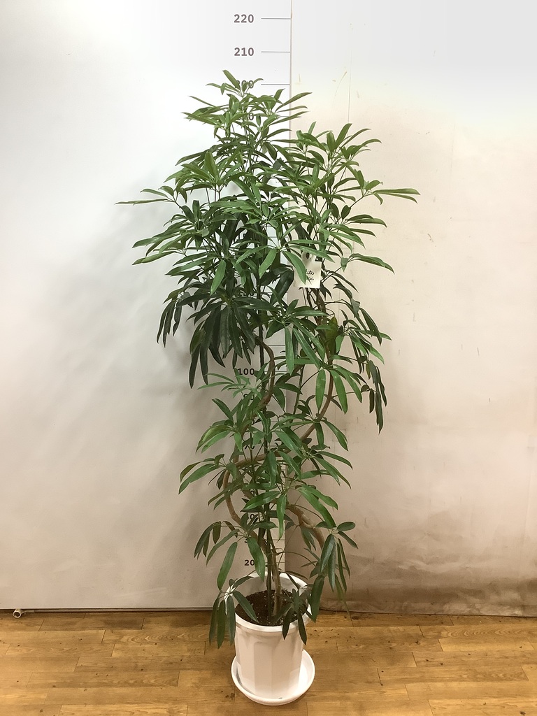 観葉植物 シェフレラ アンガスティフォリア 10号 曲り エコストーン