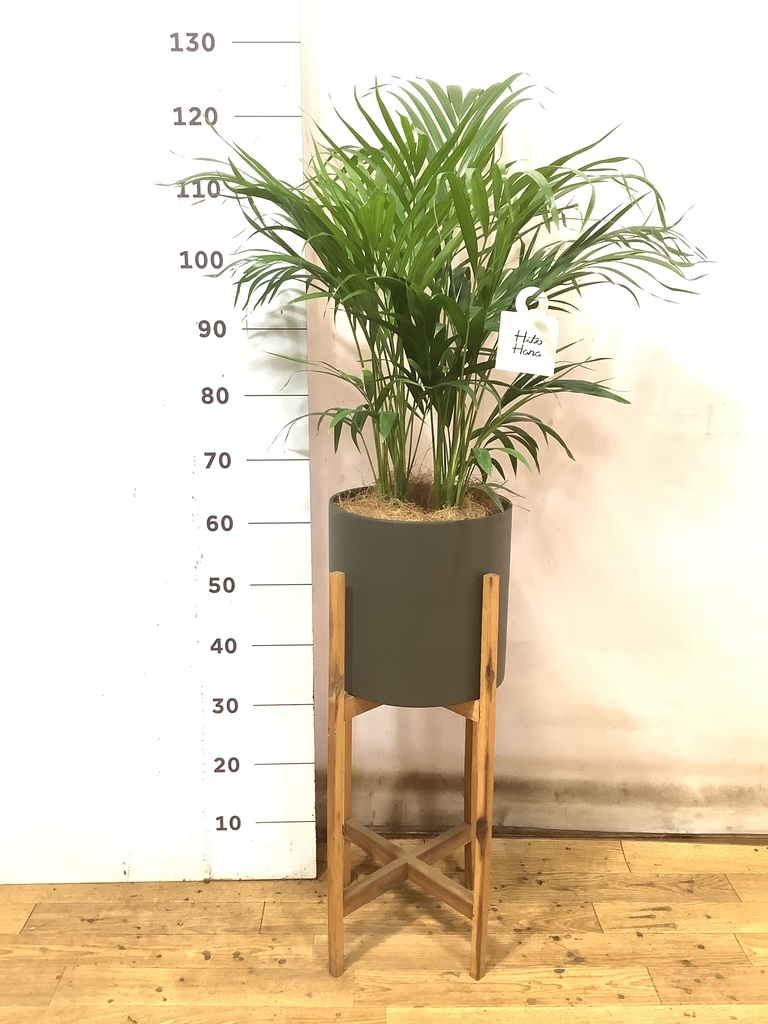 観葉植物 アレカヤシ 6号 アイルエッグ ダークグレー 付き | 観葉植物