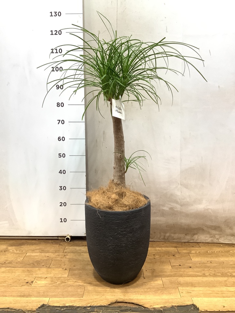 観葉植物 トックリラン ポニーテール 8号 セドナロング 墨 付き | 観葉