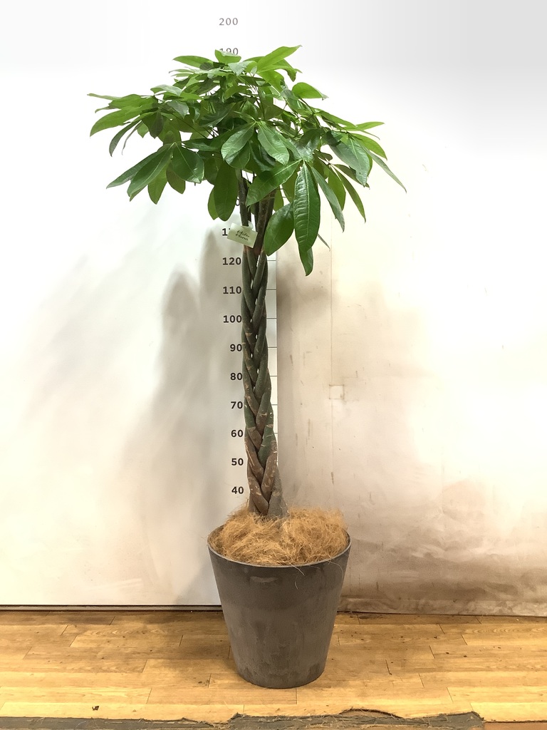 グレーの鉢カバー付きの観葉植物 | HitoHana（ひとはな）