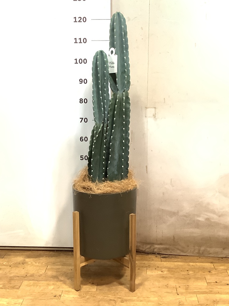 柱サボテン | 観葉植物の通販ならHitoHana（ひとはな）