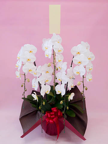 胡蝶蘭大輪 白 10本立ち 130輪前後 | 胡蝶蘭ならHitoHana(ひとはな)