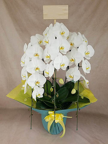 胡蝶蘭大輪 白 3本立ち 35輪〜40輪前後 | 胡蝶蘭ならHitoHana