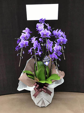 胡蝶蘭　生花　５本立ち ロング＋木札＋専用箱サービス 胡蝶蘭 生花 5本立ち ロング＋木札＋専用箱サービス