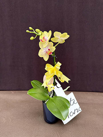 ミニ胡蝶蘭 ranto イエロー Sサイズ × ブルー鉢 | 胡蝶蘭ならHitoHana