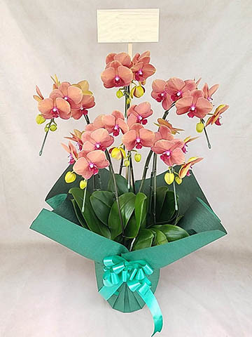 胡蝶蘭　シルクオレンジ1 キウイドール4 可能　切花花付き株も可能 オレンジに贈る胡蝶蘭の通販 | HitoHana（ひとはな）