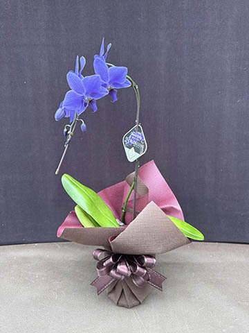 胡蝶蘭ブルージーンの通販 | HitoHana（ひとはな）