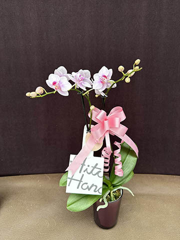 ranto です ranto Sサイズ 1本立ち – monceau-fleurs-japan