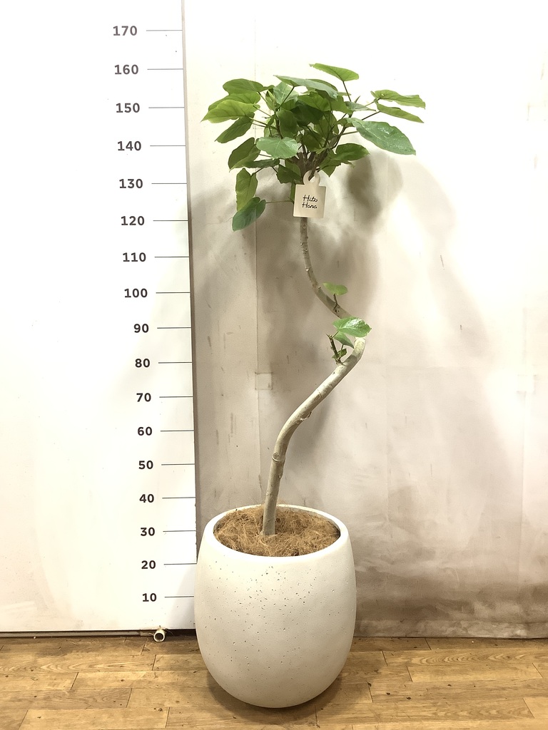 観葉植物 フィカス ウンベラータ 8号 曲り アートストーン ラウンド