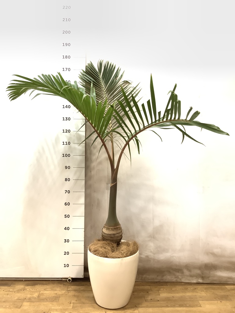 トックリヤシ 1点もの（現品・現物） | 観葉植物通販HitoHana(ひとはな)