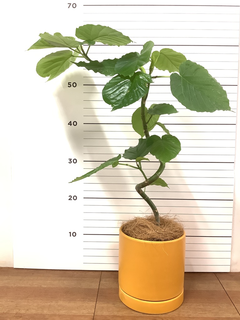 フィカス ウンベラータ 4号 曲がり | 観葉植物通販 HitoHana（ひとはな）