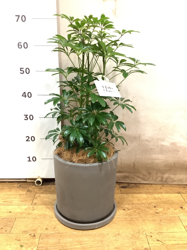 観葉植物 シェフレラ 6号 コンパクタ プラスチック鉢 | 観葉植物なら