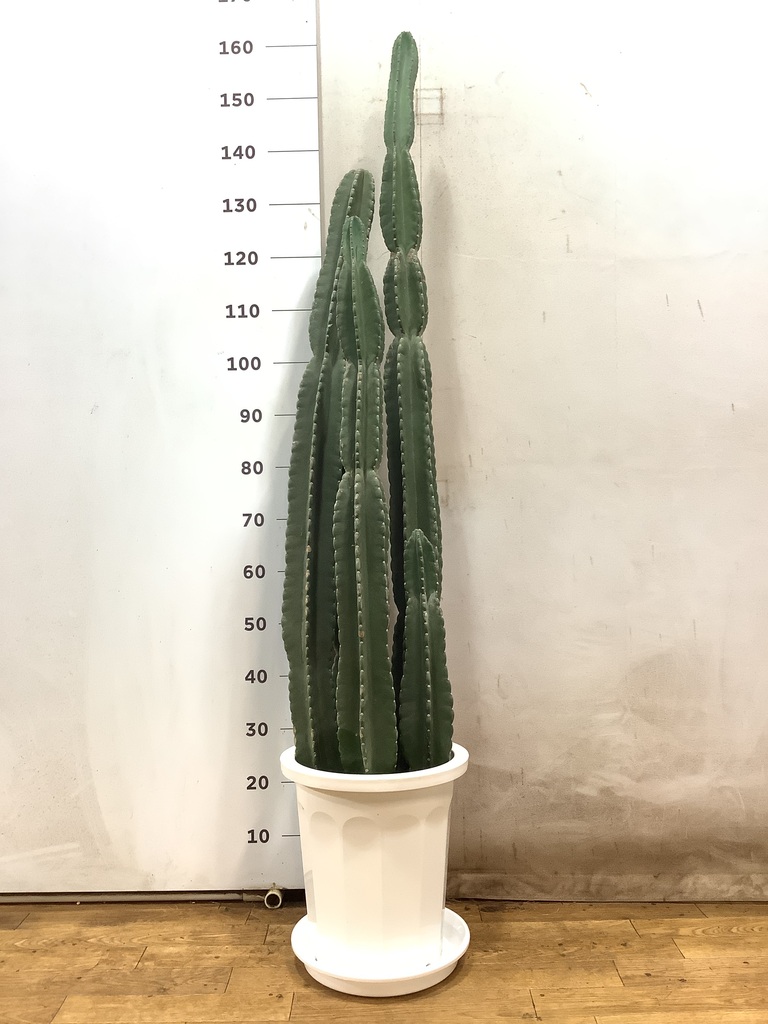 越冬済み　柱サボテン 10頭発根　サボテンブランチ　メキシカン　チカーノ 柱サボテン ブランチ 越冬済み 70％OFF】 越冬済み！ サボテン