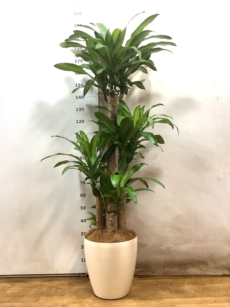 ドラセナ 幸福の木 10号 | 観葉植物通販 HitoHana（ひとはな）